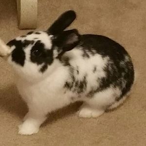 Meet your Posher, Molly